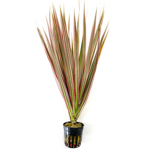 Dracaena marginata in pot